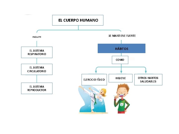 EL CUERPO HUMANO SE MANTIENE FUERTE INCLUYE HÁBITOS EL SISTEMA RESPIRATORIO COMO EL SISTEMA