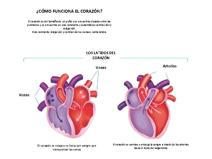 ¿CÓMO FUNCIONA EL CORAZÓN? El corazón es del tamaño de un puño y se