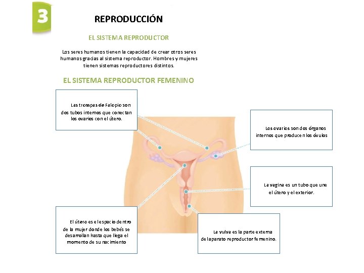 REPRODUCCIÓN EL SISTEMA REPRODUCTOR Los seres humanos tienen la capacidad de crear otros seres