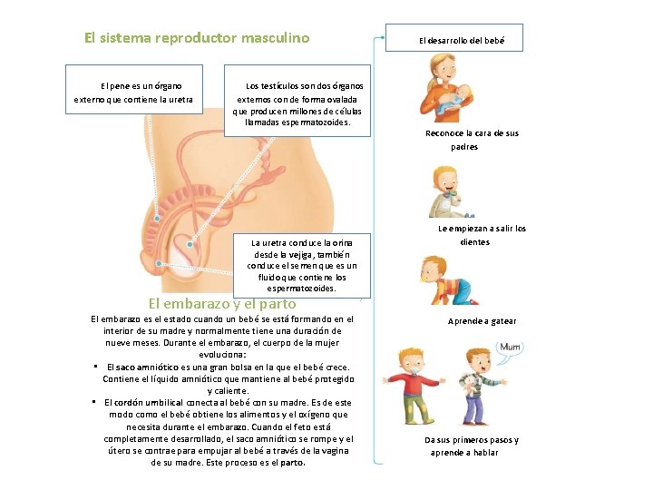 El sistema reproductor masculino El pene es un órgano externo que contiene la uretra