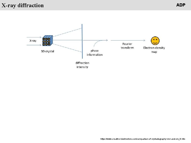 People X-ray diffraction ADP https: //www. creative-biostructure. com/comparison-of-crystallography-nmr-and-em_6. htm 