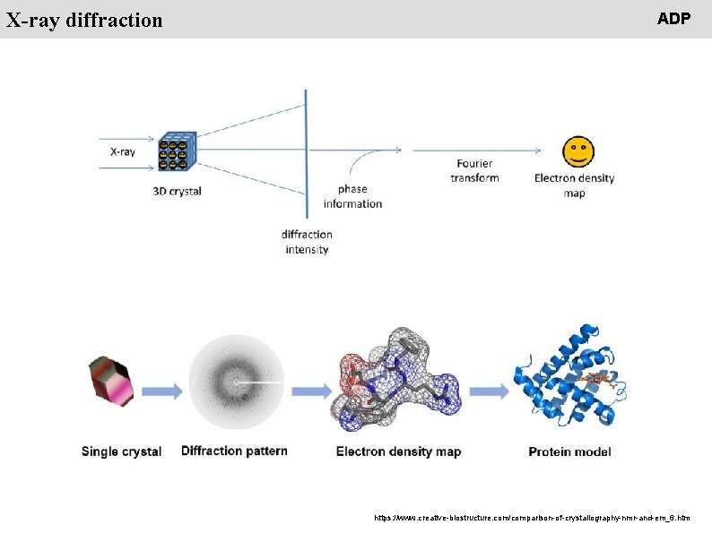 People X-ray diffraction ADP https: //www. creative-biostructure. com/comparison-of-crystallography-nmr-and-em_6. htm 