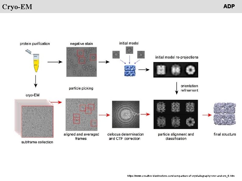 People Cryo-EM ADP https: //www. creative-biostructure. com/comparison-of-crystallography-nmr-and-em_6. htm 