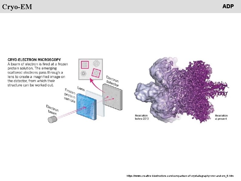 People Cryo-EM ADP https: //www. creative-biostructure. com/comparison-of-crystallography-nmr-and-em_6. htm 