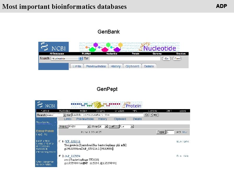 People Most important bioinformatics databases Gen. Bank Gen. Pept ADP 