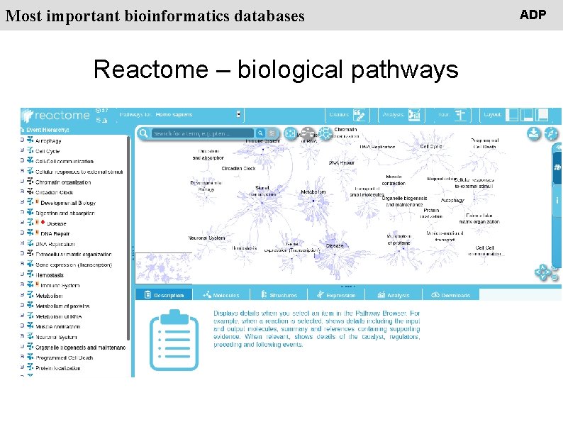 People Most important bioinformatics databases Reactome – biological pathways ADP 