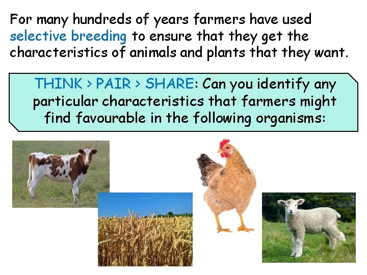 For many hundreds of years farmers have used selective breeding to ensure that they