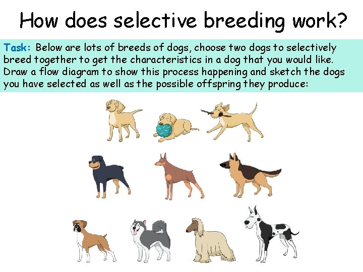 How does selective breeding work? Task: Below are lots of breeds of dogs, choose