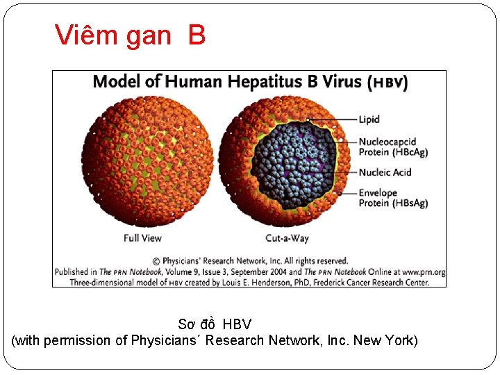 Viêm gan B Sơ đồ HBV (with permission of Physicians´ Research Network, Inc. New