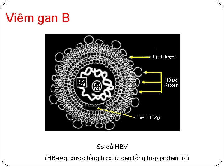 Viêm gan B Sơ đồ HBV (HBe. Ag: được tổng hợp từ gen tổng