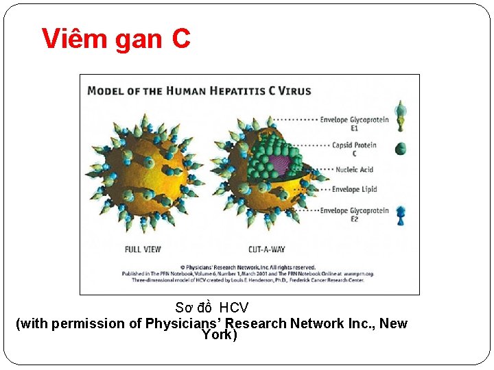 Viêm gan C Sơ đồ HCV (with permission of Physicians’ Research Network Inc. ,