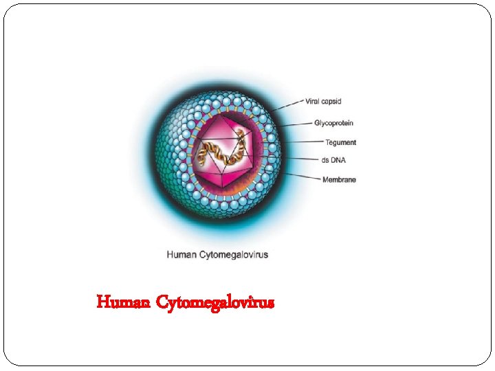 Human Cytomegalovirus 