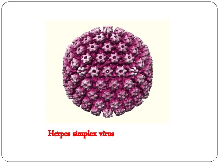 Herpes simplex virus 