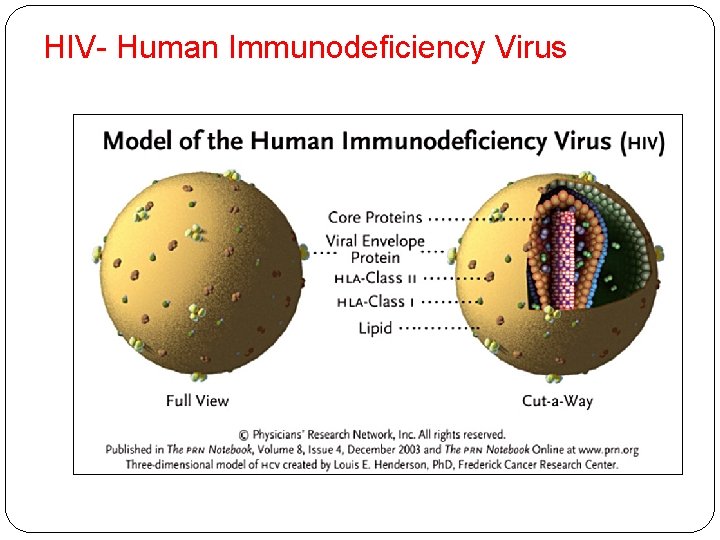 HIV- Human Immunodeficiency Virus 