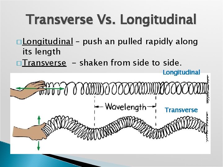 Transverse Vs. Longitudinal � Longitudinal – push an pulled rapidly along its length �