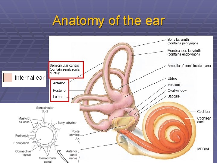 Anatomy of the ear 