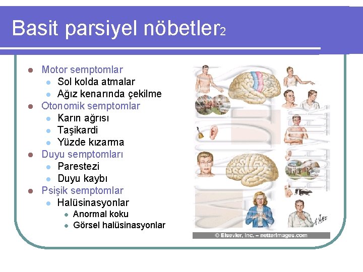 Basit parsiyel nöbetler 2 Motor semptomlar l Sol kolda atmalar l Ağız kenarında çekilme