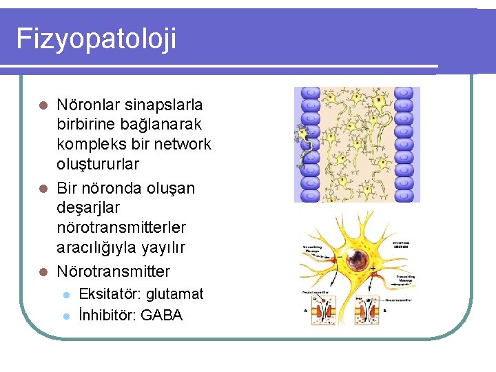 Fizyopatoloji Nöronlar sinapslarla birbirine bağlanarak kompleks bir network oluştururlar l Bir nöronda oluşan deşarjlar