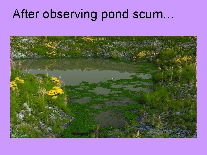 After observing pond scum… 
