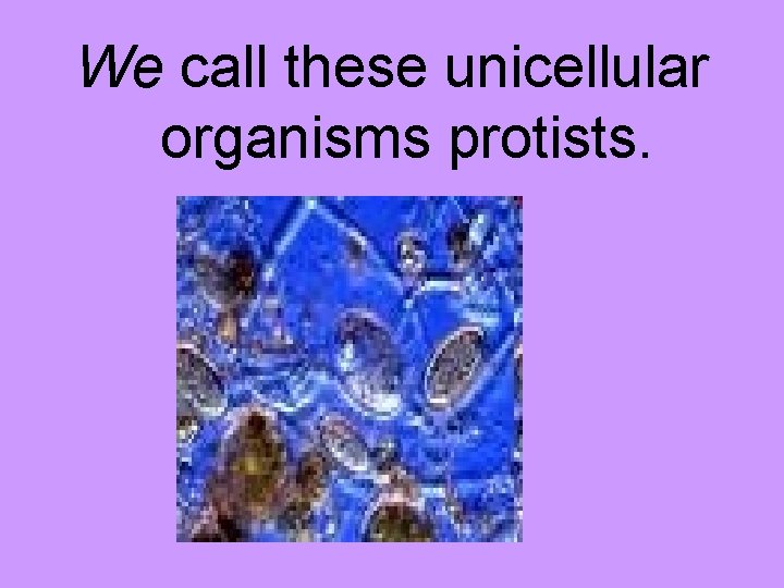 We call these unicellular organisms protists. 