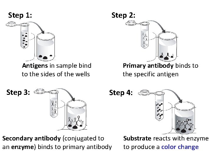 Step 1: Step 2: Antigens in sample bind to the sides of the wells Step 1: Step 2: Antigens in sample bind to the sides of the wells