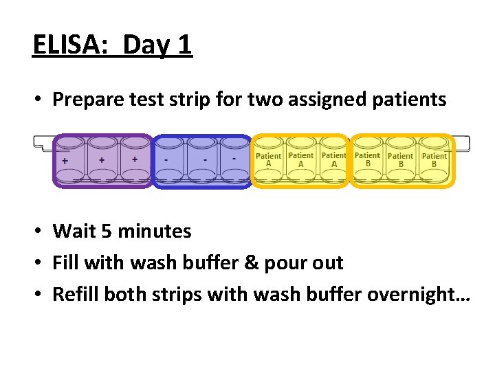 ELISA: Day 1 • Prepare test strip for two assigned patients • Wait 5 ELISA: Day 1 • Prepare test strip for two assigned patients • Wait 5