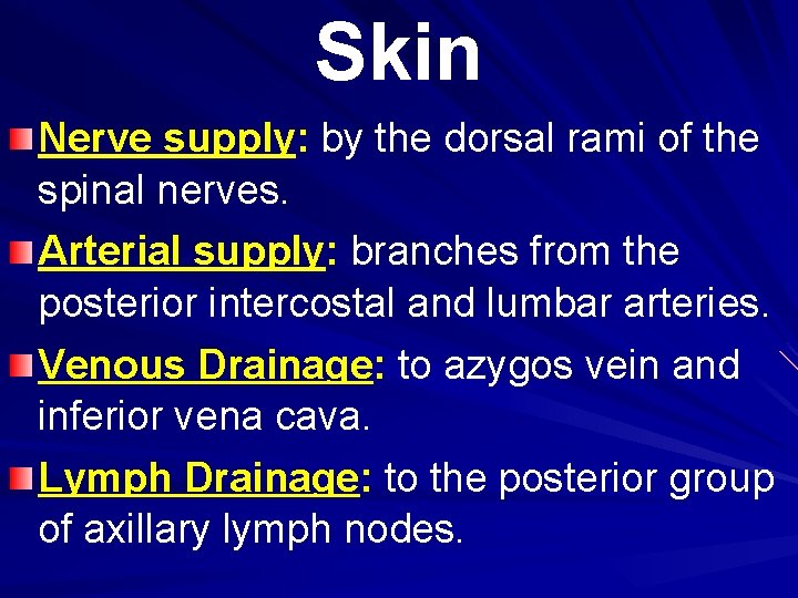 Skin Nerve supply: by the dorsal rami of the spinal nerves. Arterial supply: branches