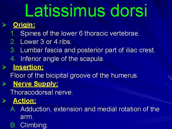 Latissimus dorsi Origin: 1. Spines of the lower 6 thoracic vertebrae. 2. Lower 3