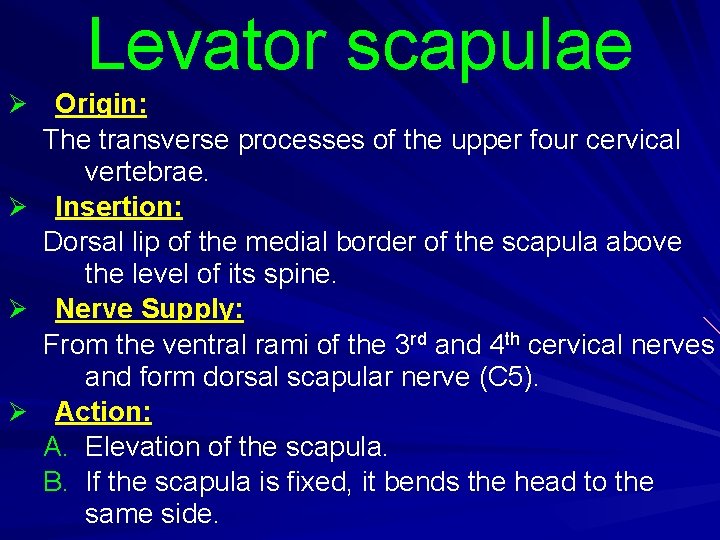 Levator scapulae Ø Ø Origin: The transverse processes of the upper four cervical vertebrae.