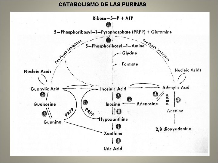 CATABOLISMO DE LAS PURINAS 