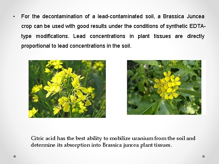  • For the decontamination of a lead-contaminated soil, a Brassica Juncea crop can