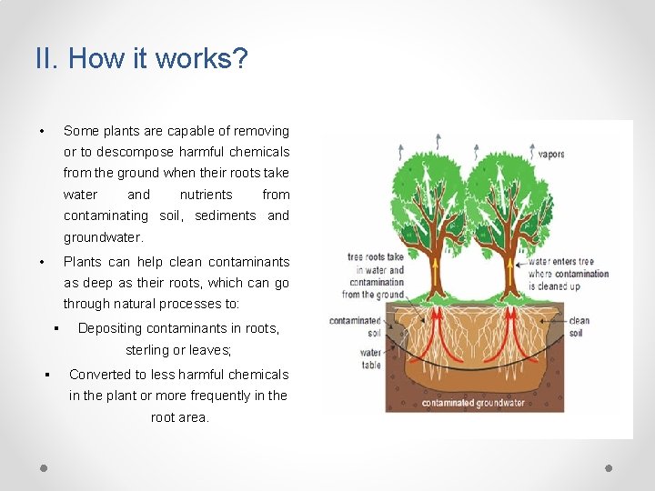 II. How it works? • Some plants are capable of removing or to descompose