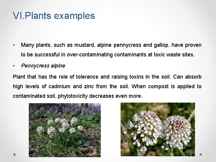 VI. Plants examples • Many plants, such as mustard, alpine pennycress and gallop, have