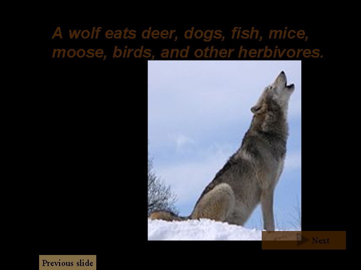 A wolf eats deer, dogs, fish, mice, moose, birds, and other herbivores. Next Previous A wolf eats deer, dogs, fish, mice, moose, birds, and other herbivores. Next Previous