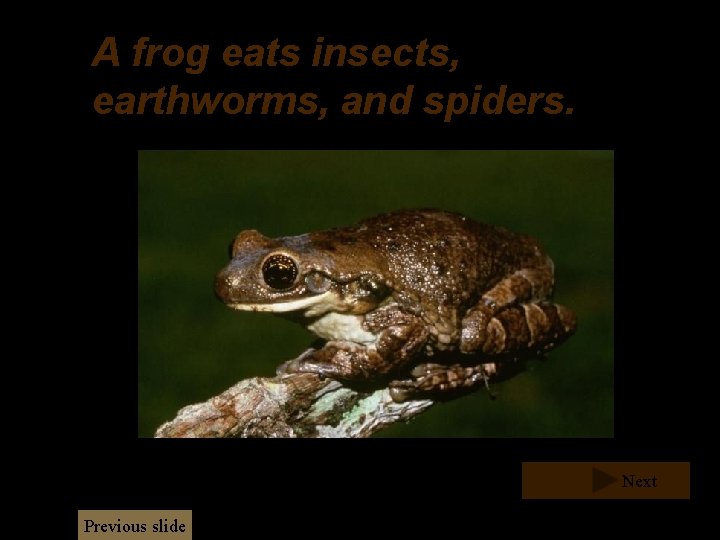 A frog eats insects, earthworms, and spiders. Next Previous slide A frog eats insects, earthworms, and spiders. Next Previous slide