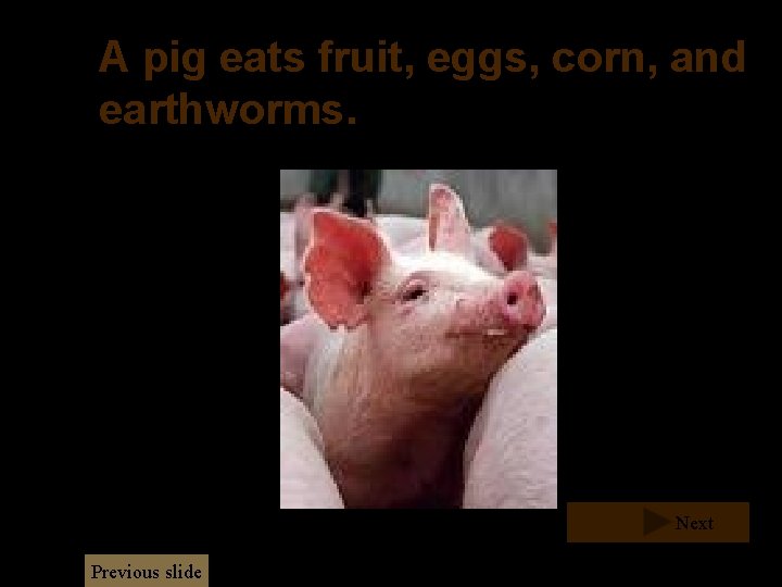 A pig eats fruit, eggs, corn, and earthworms. Next Previous slide A pig eats fruit, eggs, corn, and earthworms. Next Previous slide