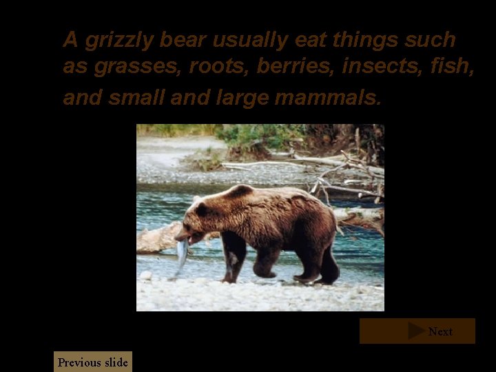 A grizzly bear usually eat things such as grasses, roots, berries, insects, fish, and A grizzly bear usually eat things such as grasses, roots, berries, insects, fish, and