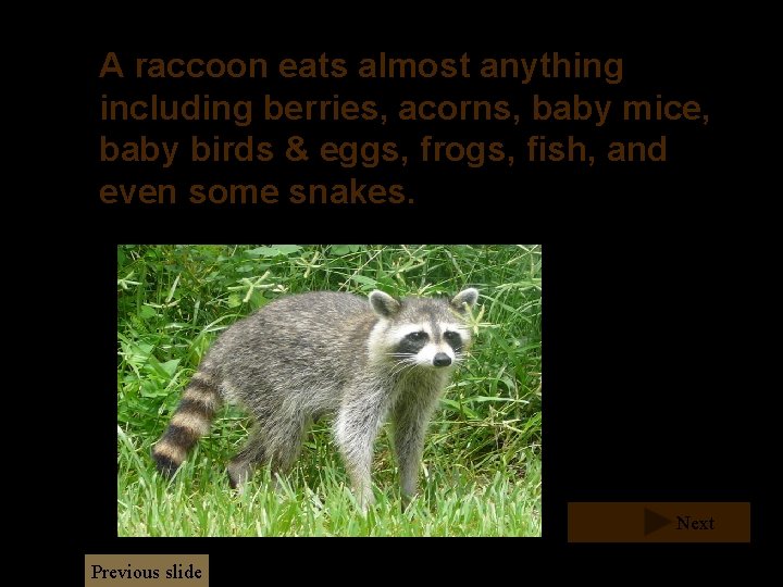 A raccoon eats almost anything including berries, acorns, baby mice, baby birds & eggs, A raccoon eats almost anything including berries, acorns, baby mice, baby birds & eggs,