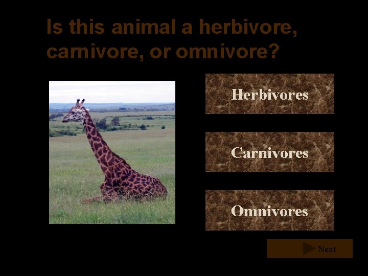 Is this animal a herbivore, carnivore, or omnivore? Herbivores Carnivores Omnivores Next Is this animal a herbivore, carnivore, or omnivore? Herbivores Carnivores Omnivores Next