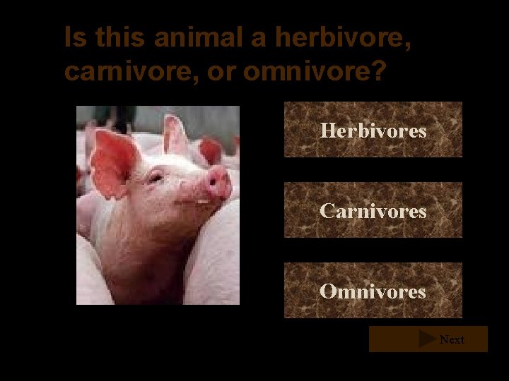 Is this animal a herbivore, carnivore, or omnivore? Herbivores Carnivores Omnivores Next Is this animal a herbivore, carnivore, or omnivore? Herbivores Carnivores Omnivores Next