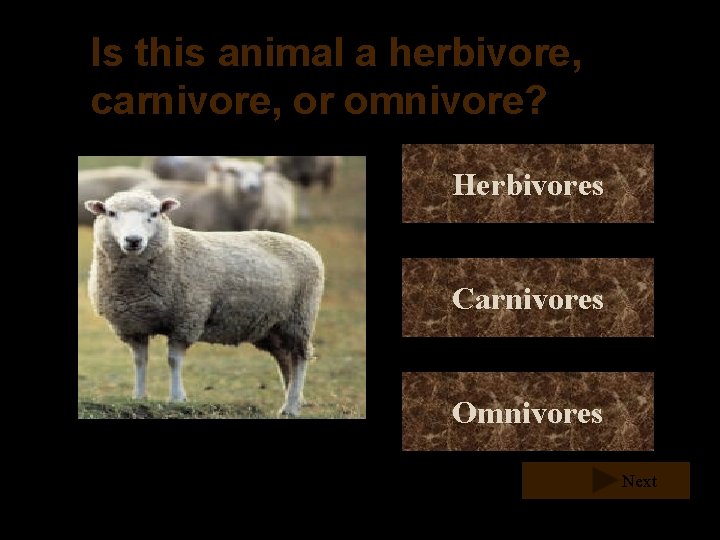 Is this animal a herbivore, carnivore, or omnivore? Herbivores Carnivores Omnivores Next Is this animal a herbivore, carnivore, or omnivore? Herbivores Carnivores Omnivores Next