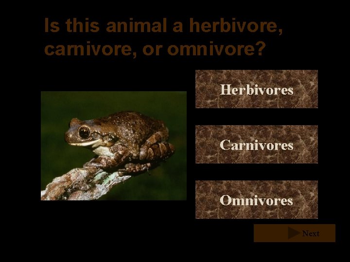 Is this animal a herbivore, carnivore, or omnivore? Herbivores Carnivores Omnivores Next Is this animal a herbivore, carnivore, or omnivore? Herbivores Carnivores Omnivores Next