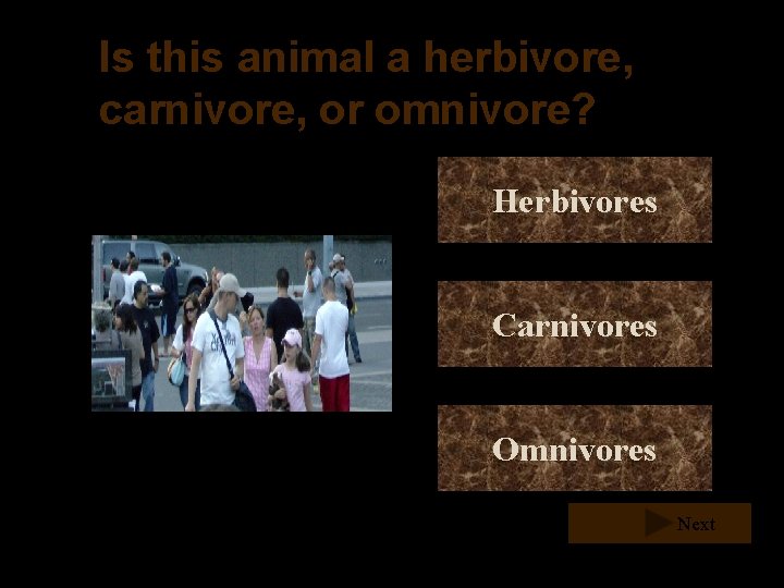 Is this animal a herbivore, carnivore, or omnivore? Herbivores Carnivores Omnivores Next Is this animal a herbivore, carnivore, or omnivore? Herbivores Carnivores Omnivores Next