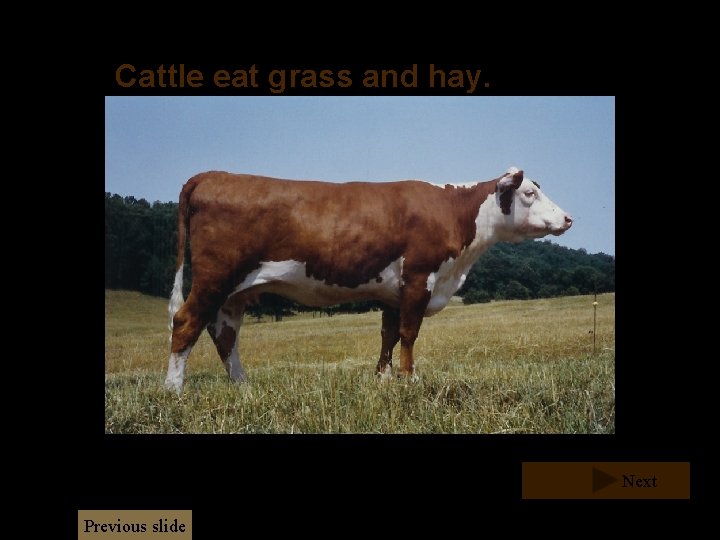 Cattle eat grass and hay. Next Previous slide Cattle eat grass and hay. Next Previous slide