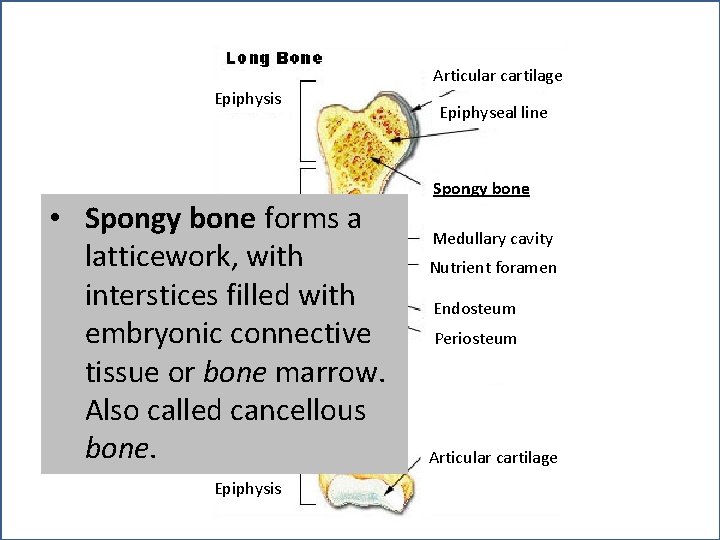 Articular cartilage Epiphysis • Spongy bone forms a latticework, with Diaphysis interstices filled with