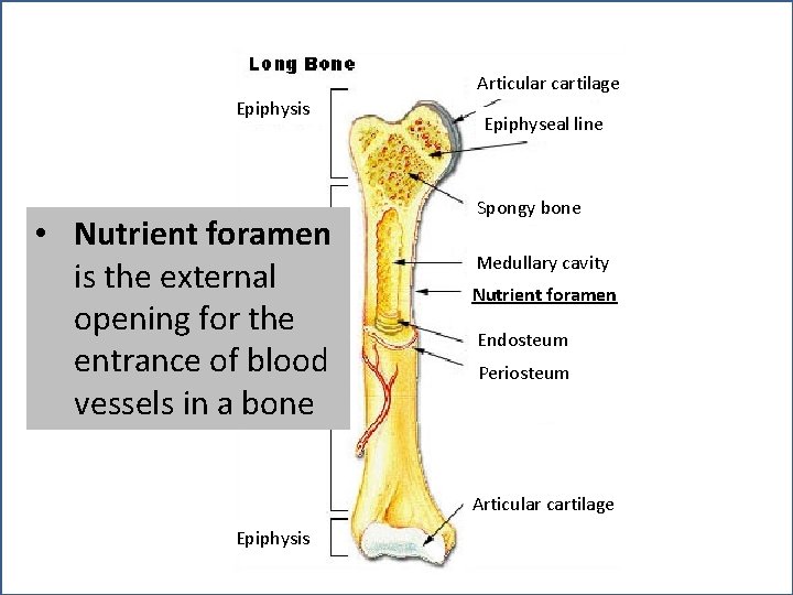 Articular cartilage Epiphysis • Nutrient foramen is the external Diaphysis opening for the entrance