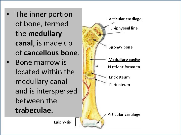  • The inner portion Epiphysis of bone, termed the medullary canal, is made