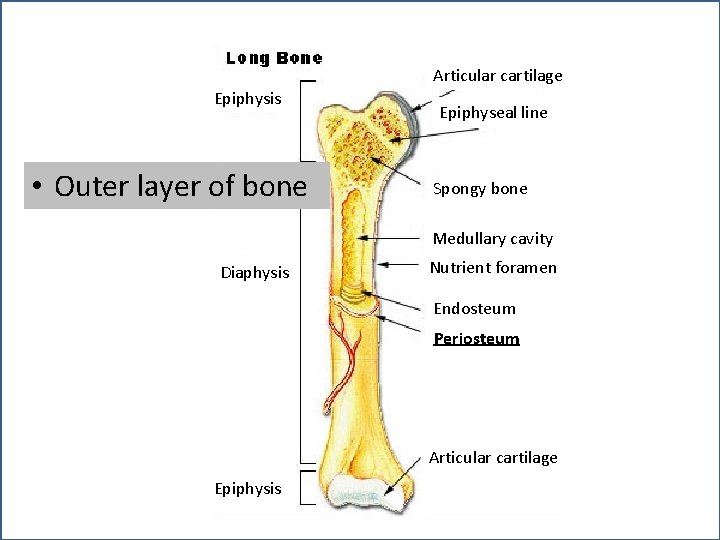 Articular cartilage Epiphysis • Outer layer of bone Epiphyseal line Spongy bone Medullary cavity