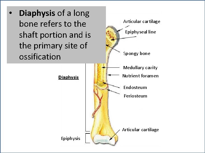  • Diaphysis of a long bone refers. Epiphysis to the shaft portion and