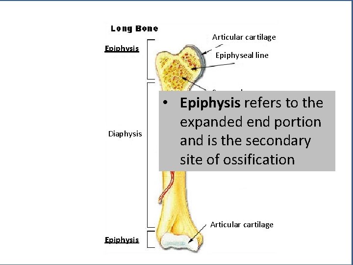 Articular cartilage Epiphysis Epiphyseal line Spongy bone Diaphysis • Epiphysis refers to the Medullary